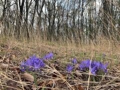 Iris verna smalliana