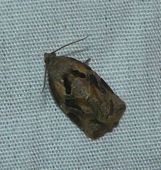 Archips grisea
