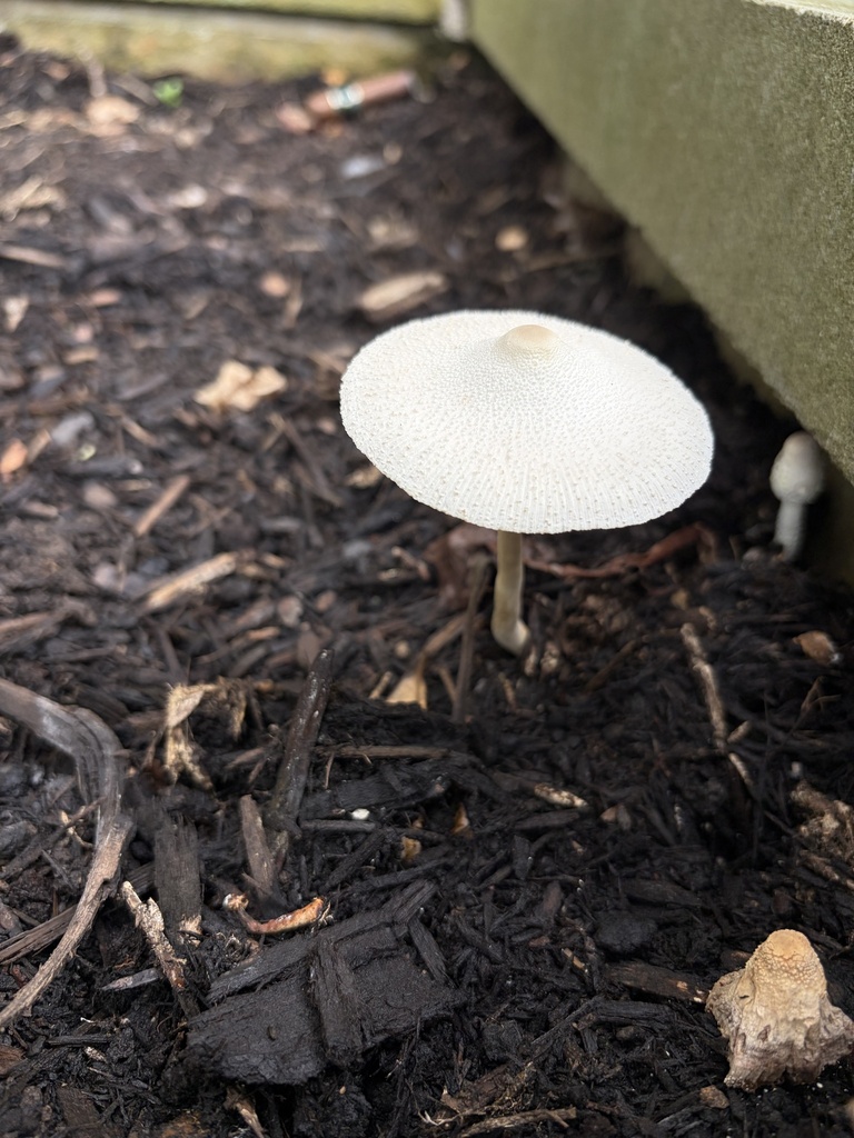 onion-stalk parasol · August 2026 · photo: Photo: (c) Julie Travaglini, some rights reserved (CC BY) · iNaturalist