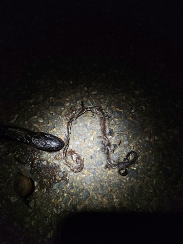 Indo-Chinese Rat Snake