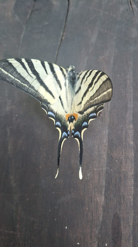 Scarce Swallowtail