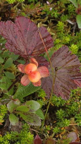 cloudberry