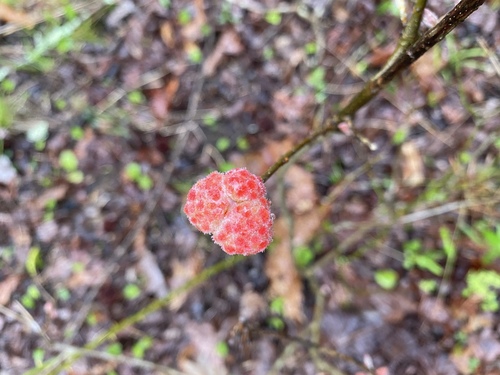 Wool Sower Gall Wasp photo 4