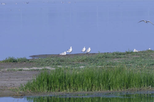 Relict Gull