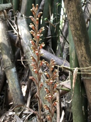 Erythrodes