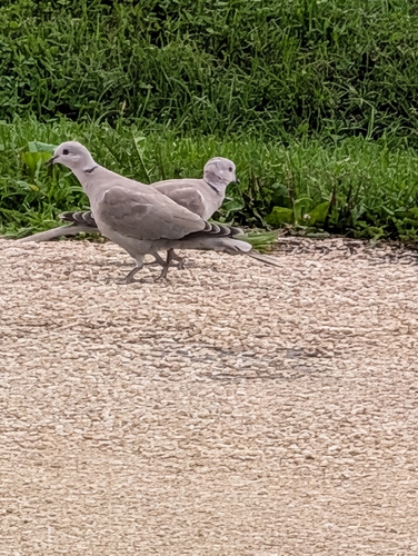 Eurasian Collared-Dove