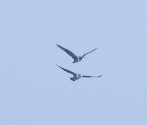 Great Cormorant