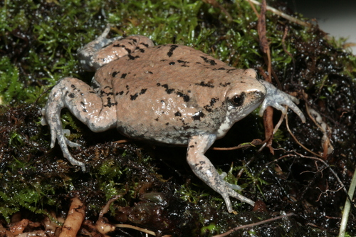 Sheep Frog