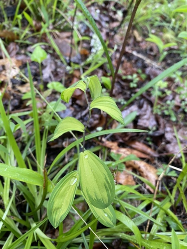 Sessileleaf bellwort (Uvularia sessilifolia)