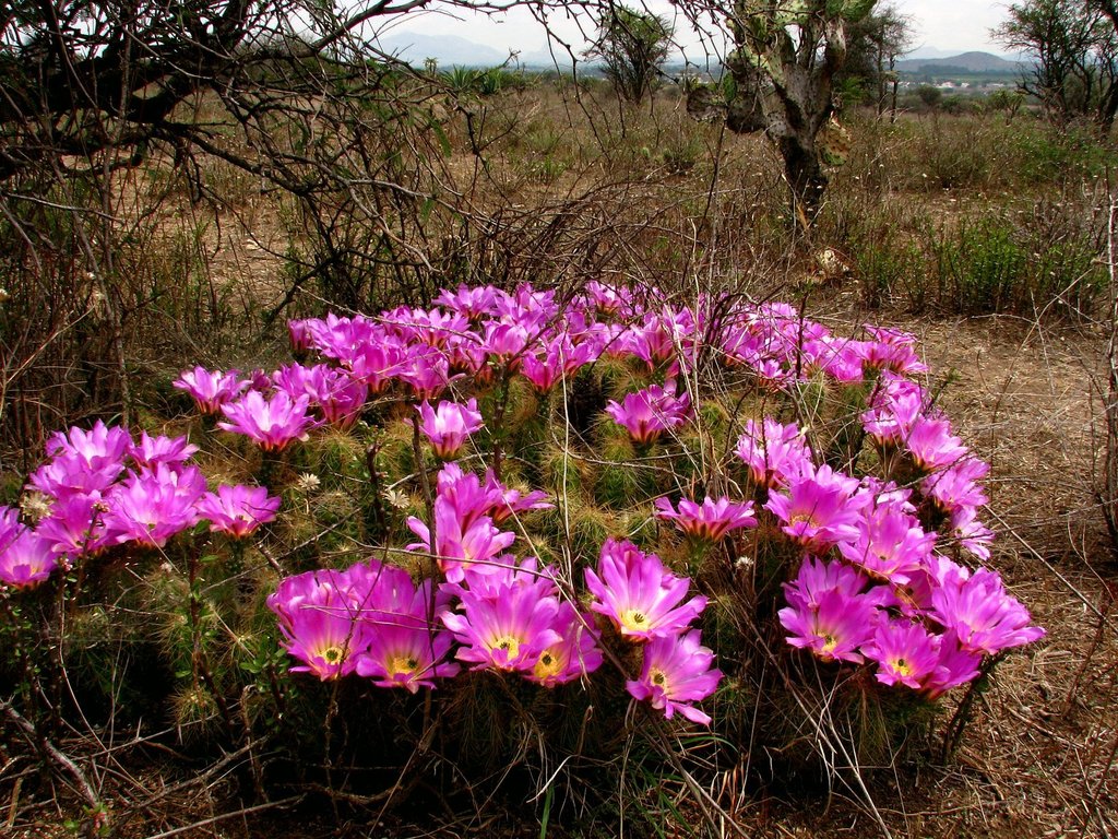 kaktus opuntia humifusa Opuntia humifusa – Interior Foliage Design