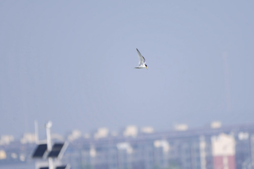 Little Tern