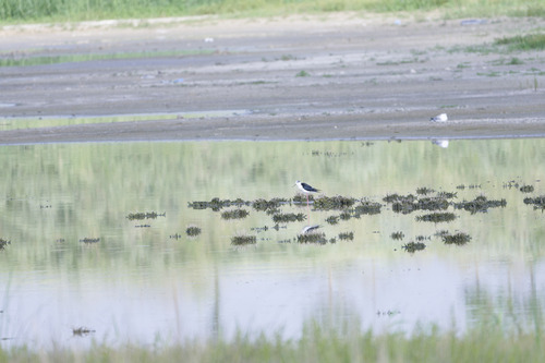 Black-winged Stilt