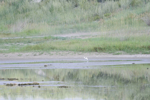 Pied Avocet