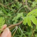 Acacia nilotica