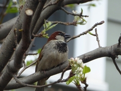 Passer domesticus