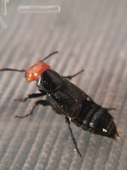 Creophilus erythrocephalus