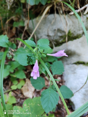 Clinopodium grandiflorum, photograph 5