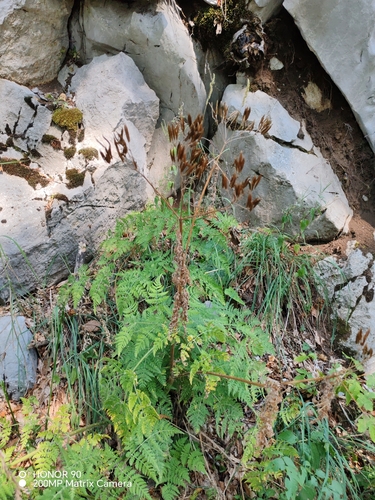 Myrrhis odorata, photograph 6