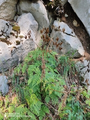 Myrrhis odorata, photograph (c) Ljaž, some rights reserved (CC BY)