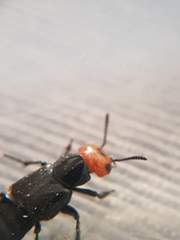 Creophilus erythrocephalus