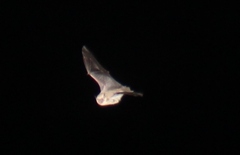 Myotis atacamensis