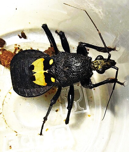Catamiarus brevipennis