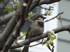 Passer domesticus