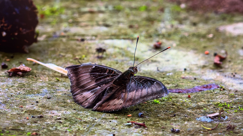 Common Baron