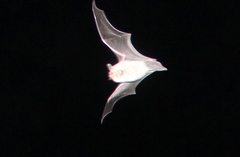 Myotis atacamensis