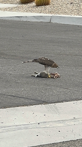 Cooper's Hawk