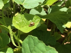 Chelymorpha testaceomarginata