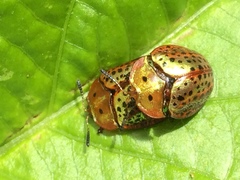 Chelymorpha testaceomarginata