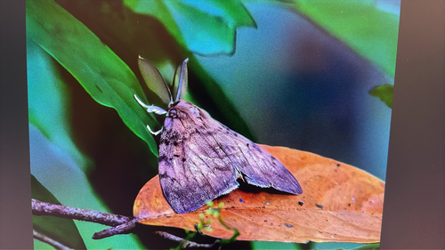 Spongy Moth
