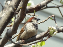 Passer domesticus