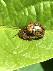 Chelymorpha testaceomarginata