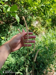 Phleum hirsutum