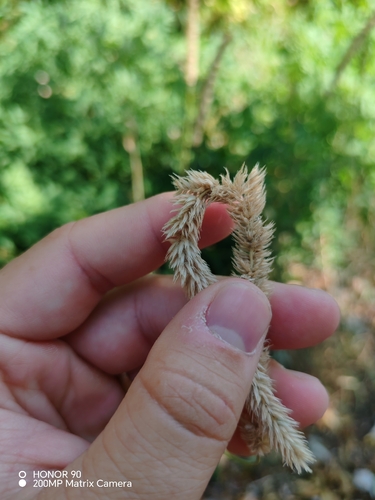 Phleum hirsutum, photograph 2