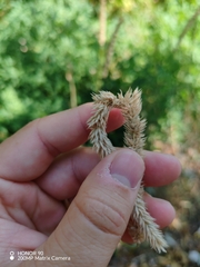Phleum hirsutum, photograph (c) Ljaž, some rights reserved (CC BY)