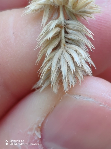 Phleum hirsutum, photograph 3