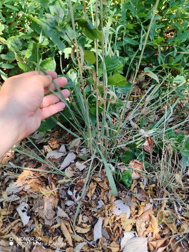 Phleum hirsutum, photograph 4