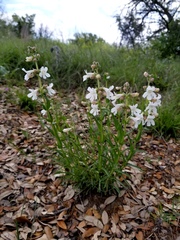 Penstemon guadalupensis