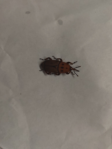 Red Palm Weevil