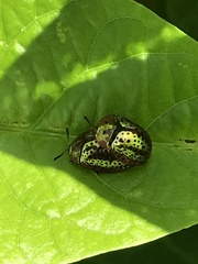 Chelymorpha testaceomarginata