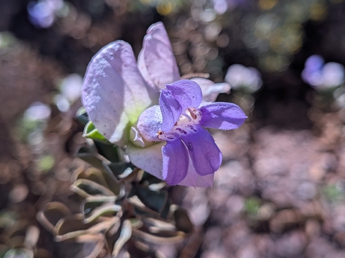 Eremophila cuneifolia, photograph 2