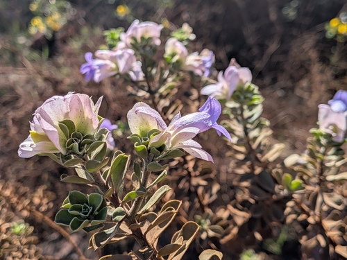 Eremophila cuneifolia, photograph 3