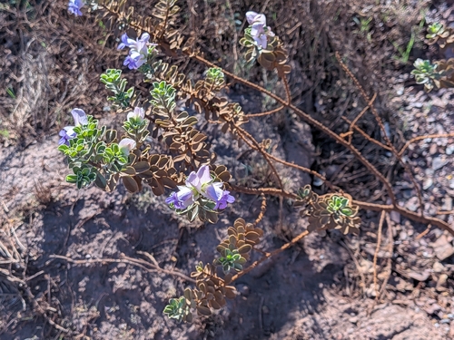 Eremophila cuneifolia, photograph 4