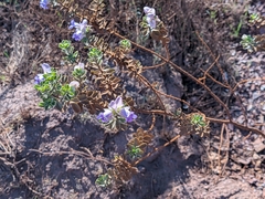 Eremophila cuneifolia, photograph (c) Hugo Innes, some rights reserved (CC BY)
