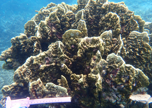 Millepora platyphylla observed 2026-04-15
