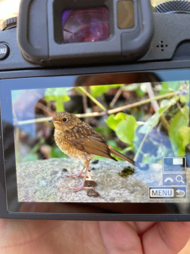 European Robin