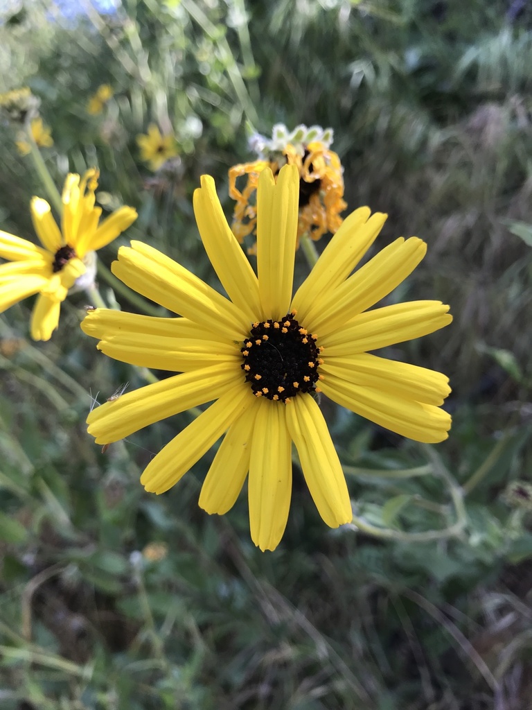 Encelia californica, Sunnyridge Rd, Palos Verdes Peninsula, CA, US